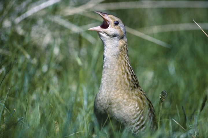 La Wallonie réfléchit à un plan pour mieux protéger la biodiversité